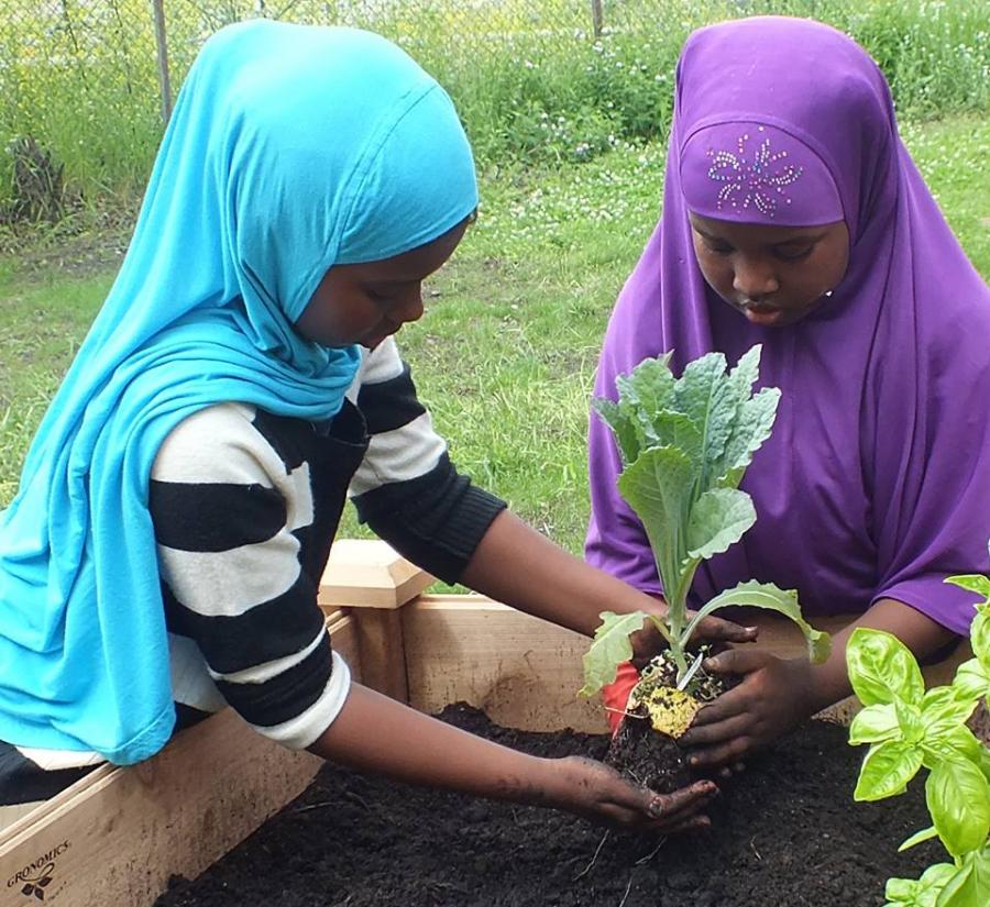 2 children planting lettuce